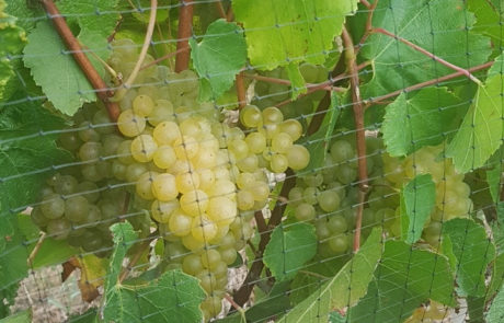 Bunch of grapes on the vine, protected by Vinnet bird net.