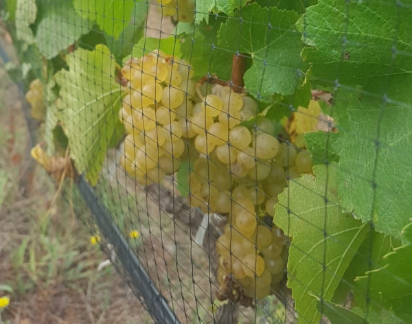 Bunch of grapes on the vine, protected by Vinnet bird net.