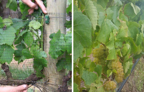 Position of the Vinnet bird net on the trellis