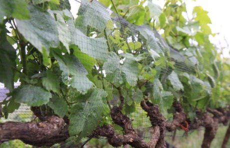 Bunch of grapes on the vine, protected by Vinnet bird net.