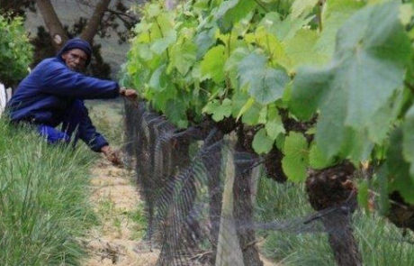 Man installing Vinnet Bird Net